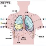 肺がどこにあるかを知れば、あなたの声は確実に人の記憶に残る! - 肺がどこにあるか、ホントに知ってますか???